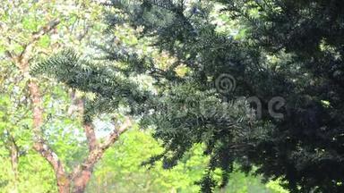 红豆杉树枝